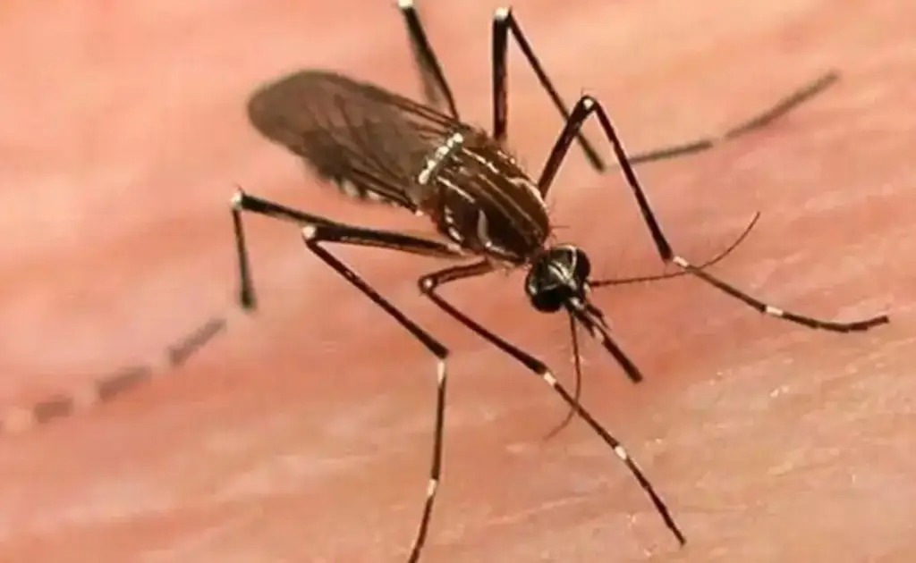 Brasil rompe récord histórico de casos de dengue con casi 2 millones de contagios